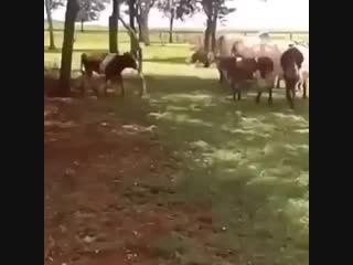 Baran protiv korovy spcs me mp4