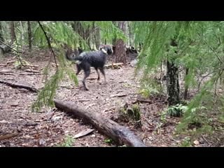 Нивернейский гриффон griffon nivernais lite klipp från vildsvinshägnet med arrak 1 år (griffon nivernais)