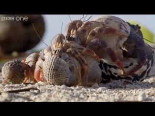 Hermit crab housing chain life story episode 3 preview bbc one