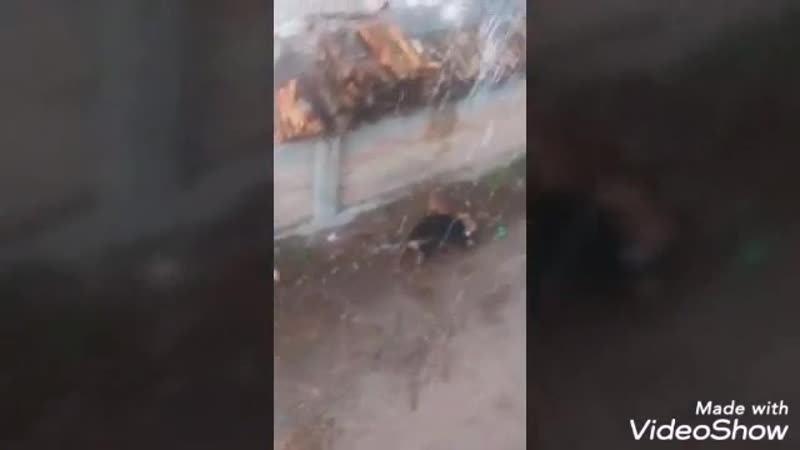 Питбуль напал на дворнягу драка