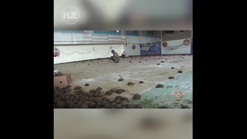 В оренбургской области нашли машину, полную черепах