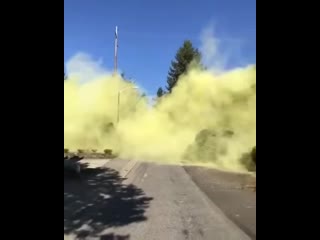 The pollen from this tree being felled