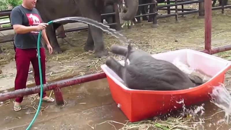 Маленький слоненок принимает ванну, его попытки восхитительны )