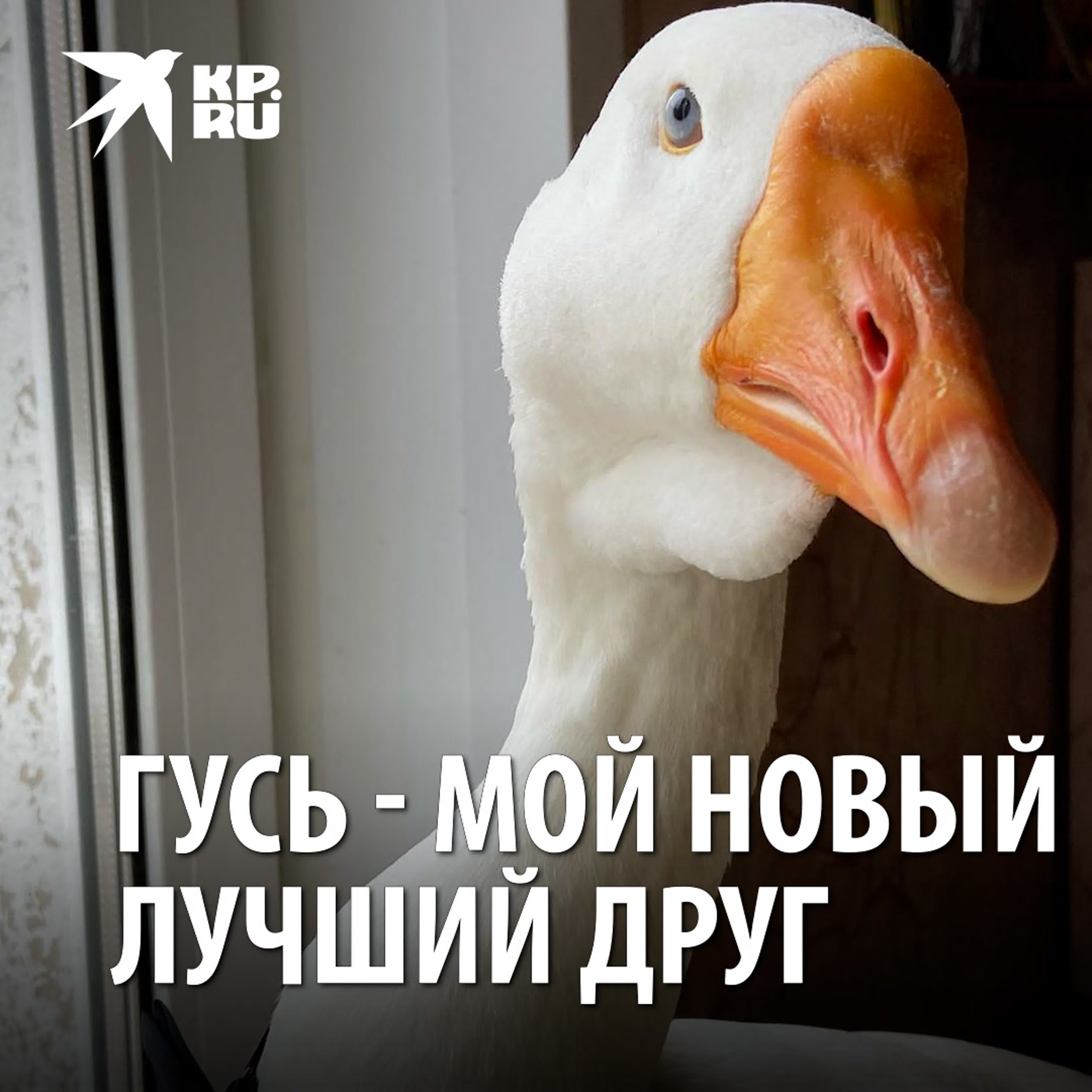 Гусь мой новый лучший друг - ExPornToons