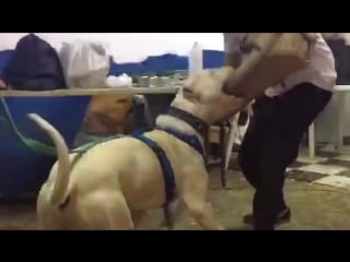 Dogo argentino porn horse and bites man 2016 [#аргентинскийдог]