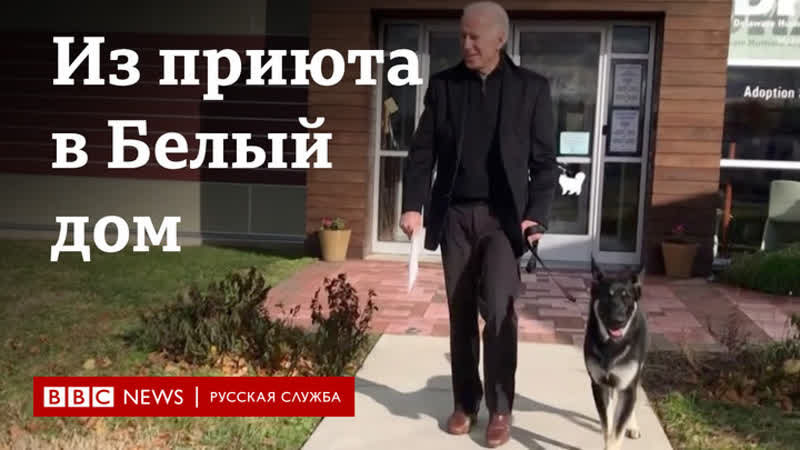 Из приюта в белый дом питомцы президентов