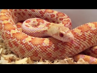 Albino bull snake hissing