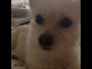 Челан симмонс / тибби