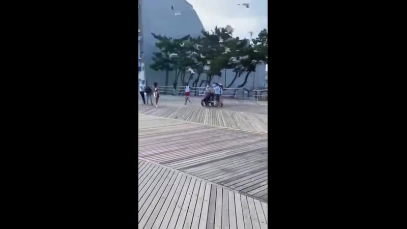 Чайки молодые