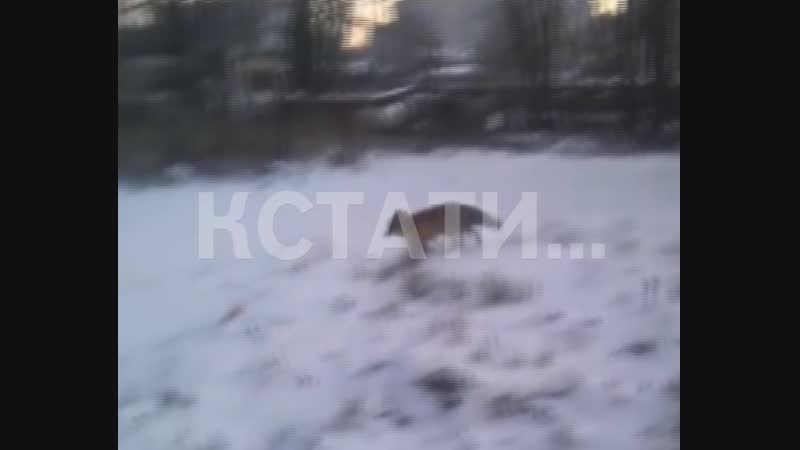 Лисичка в балахне