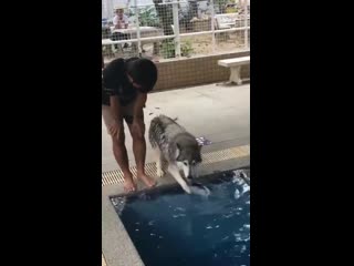 Husky gеtting nеrvоus at his first swimming lеssоn