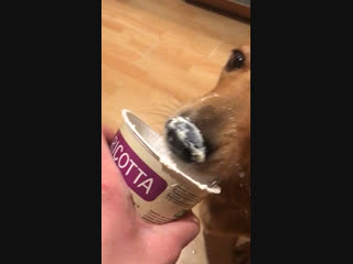 Бакс кушает рикотту