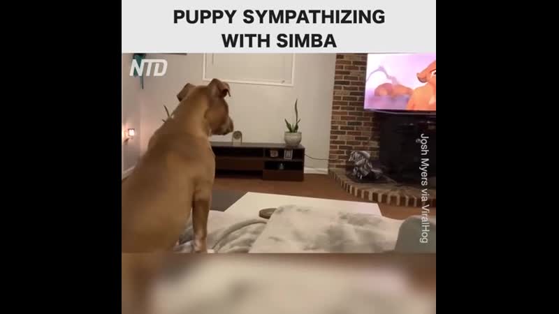 Pооr puppy сrying with zimba '(