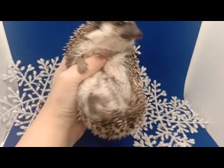 Video 20210124 211712 mp4