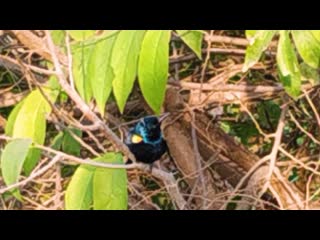 Досмотри до конца не пожалеешь! shyama gaury bird (sunbird)