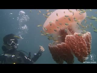 Mosaic jellyfish at 'hardeep wreck' | diving pattaya, thailand