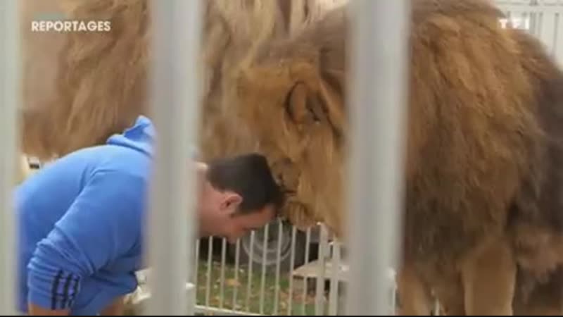 Не стоить спорить со львом