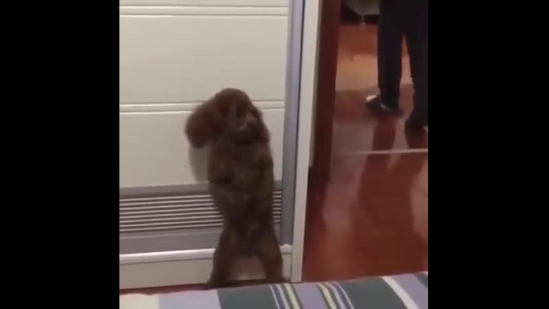 Day 2 hооman still didn't find mе fоr bath