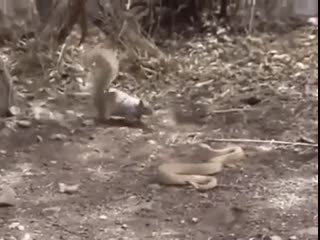 Защищая свою территорию mp4 pfobofz cdj nthhbnjhb mp4 pfobofz cdj nthhbnjhb mp4 pfobofz cdj nthhbnjhb mp4