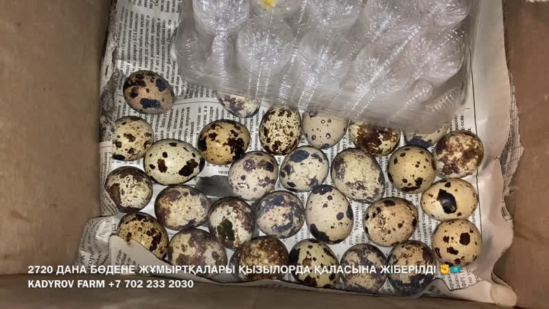 2720 дана бөдене жұмыртқалары қызылорда қаласына жіберілді ✊🇰🇿