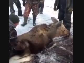 Маленький лосенок застрял в снегу в курганской области, но его спасли егеря