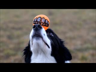 Border collie maya amazing dog tricks