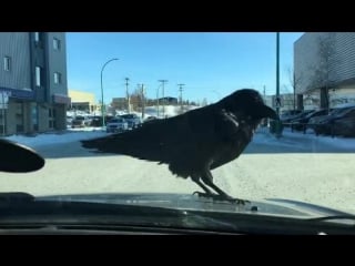 Raven giving a guided tour of yellowknife, nwt, canada