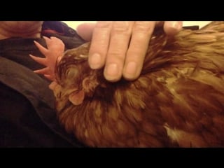 Chicken purring like a kitten!