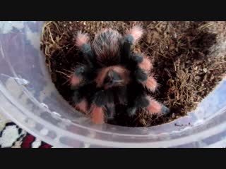 Brachypelma emilia) л9 ///