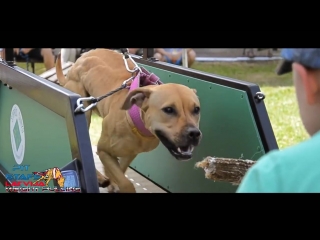 Xiii pit bull show białystok 2016