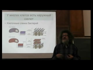 4) скелет и мышцы клеток