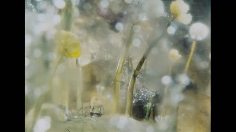 Рыбья упряжка (1982)