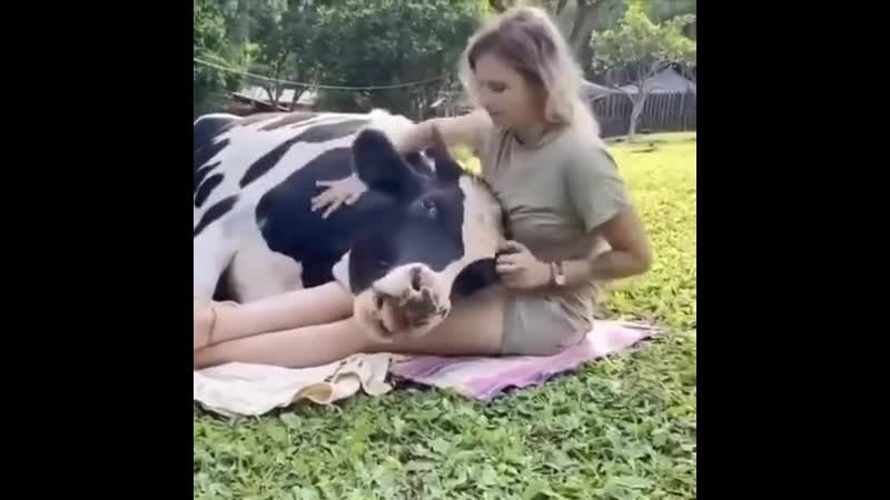 Ласка и корове приятна