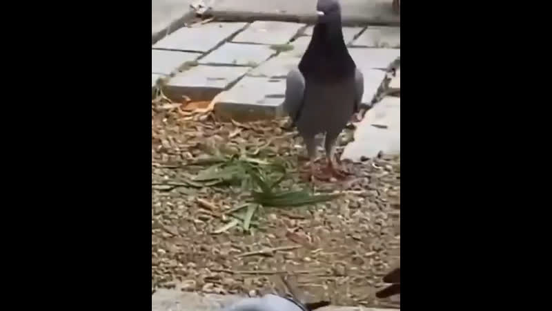 Gorilla zippo kelly west