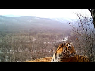 Общение амурского тигра и вороны в нацпарке приморья