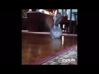 Short legs cat munchkin, very funny short cat