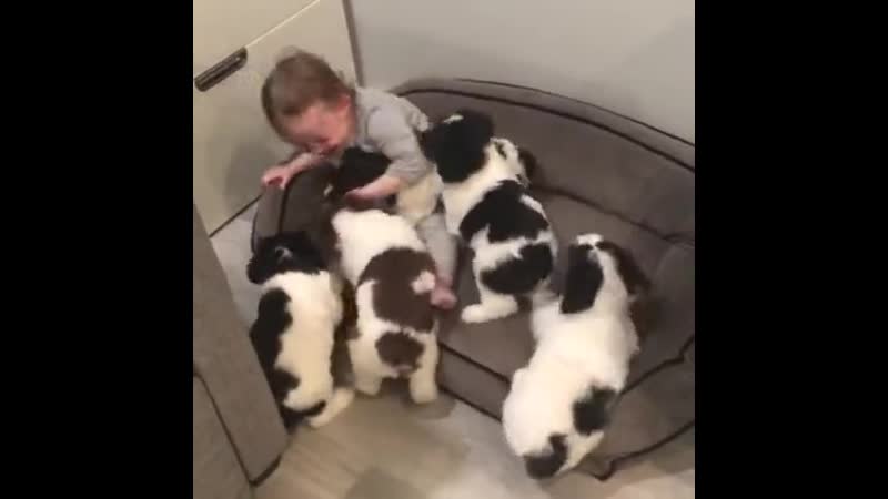 18+ не для слабонервных!! нападение стаи диких молодые на человека!