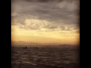 Incredible day in victoria with @dannsmart & @kirstinacolonna & these magnificent creatures🙌🏽 #orca #free #atpeace #wild #wheret