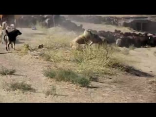 A dogfight between tajik shepherdbdogs from two different flocks 0u