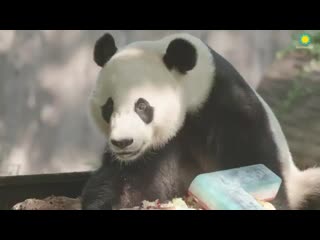 Happy birthday, beibei! he chowed down on a special frozen cake this morning