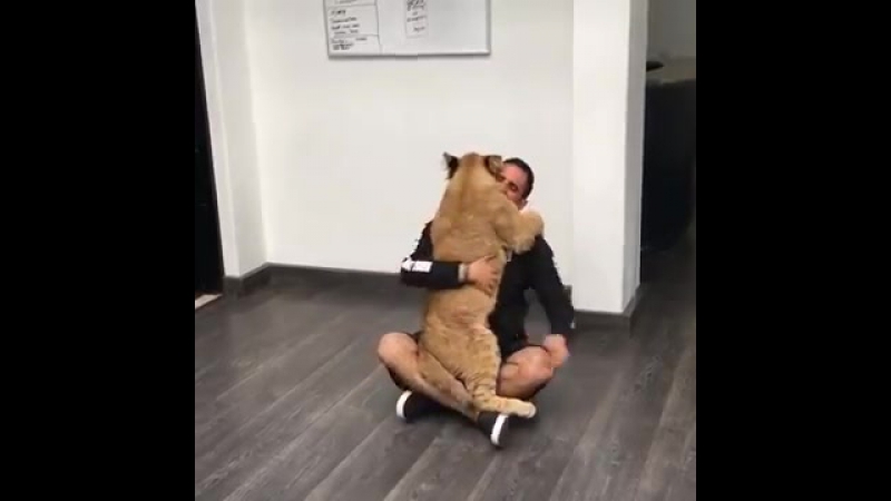 Львенок соскучился по своему другу