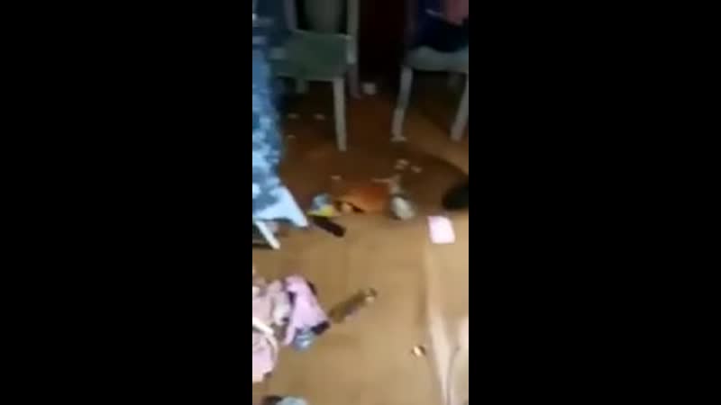 Медведь в холодильнике (18+) (vhs video)