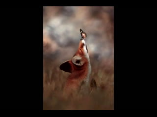 The naughty fox butterflies (kacey musgraves) cover