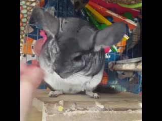 I luv u human but u also annoy me