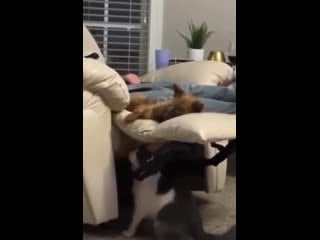 Весёлые видео ролики с котами