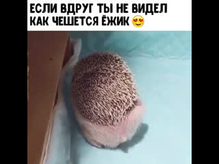 ежи порно фото. Секс знакомства Meendo