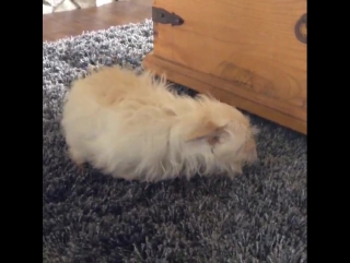 Челан симмонс / тибби