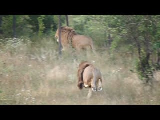 Львицы спят львы метят олежка бежит тайган evening lions in the savannah