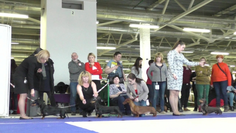 Stylish chocolate edelweiss (sokisable stiven sigal &amp; stylish chocolate gretel)