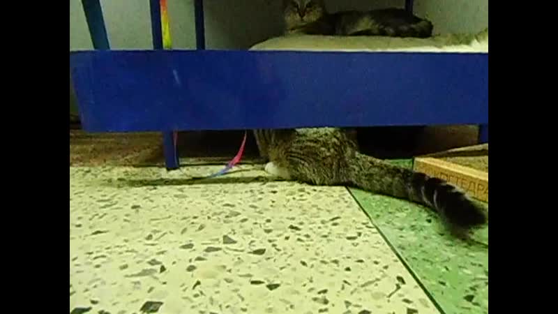 Джорджина и валюта